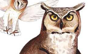 Locandina Laboratorio lotte bestiali