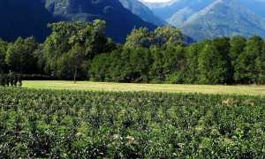 Marco Bertona The Verbano Piantagione