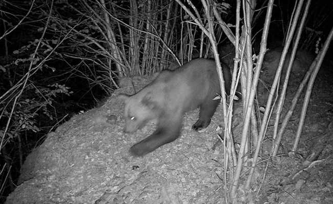 Nuovo orso VCO