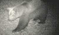 ORSO copia