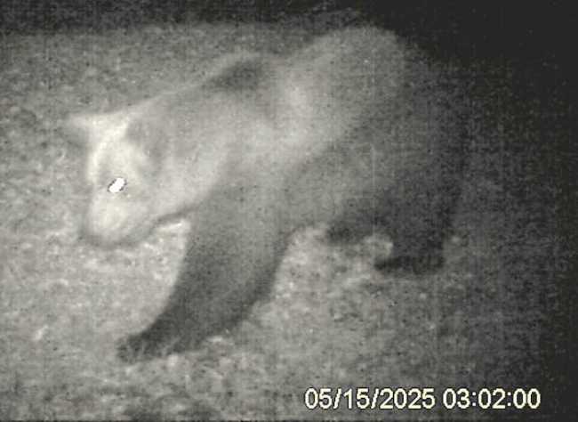 ORSO copia