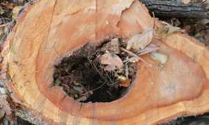 Potatura 1