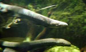 Previsti nuovi mezzi per la tutela