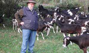 RASPELLI Intero con gregge