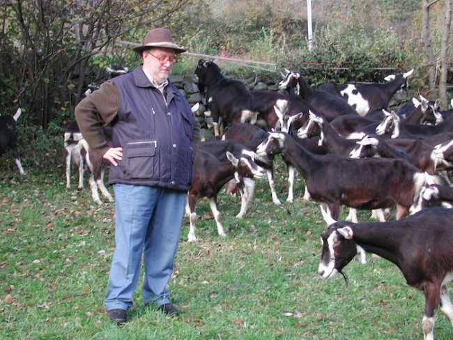 RASPELLI Intero con gregge