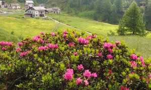 Rododendro fioritura