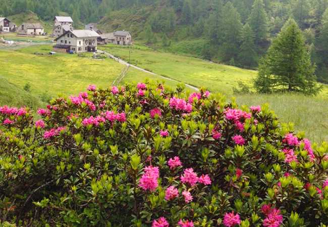 Rododendro fioritura