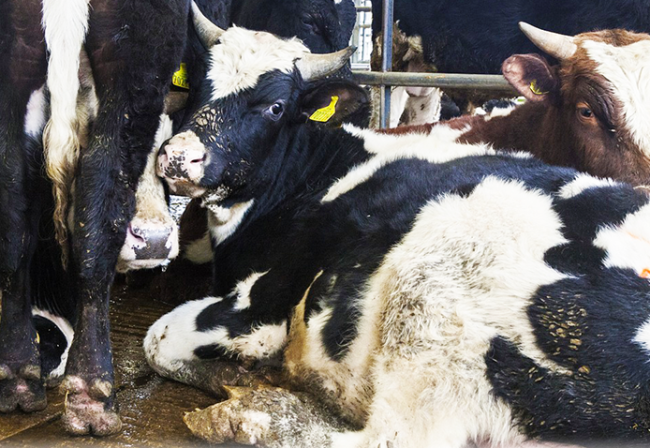 Schermata 2018 01 18 alle 18.15.27