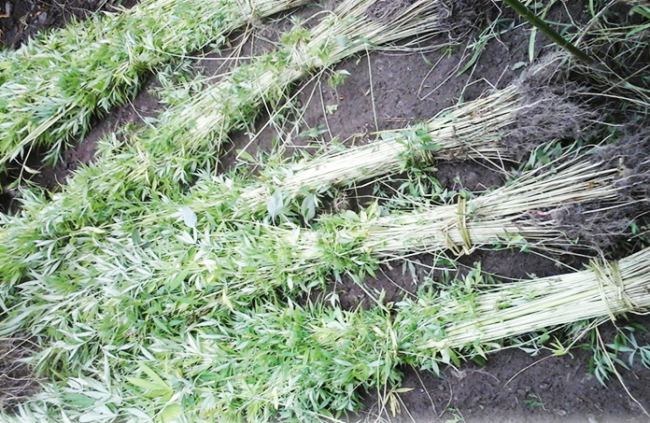 Schermata 2018 05 17 alle 16.11.25