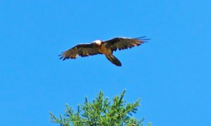 Schermata 2018 06 21 alle 14.29.06