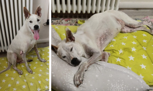 Schermata 2025 11 25 alle 15.31.54