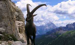 Stambecco sul Piccolo Lagazuoi