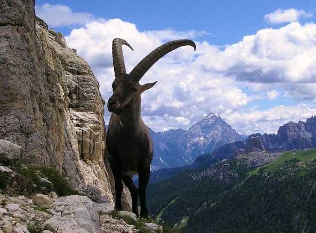 Stambecco sul Piccolo Lagazuoi