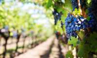 Uva vigna viti vino