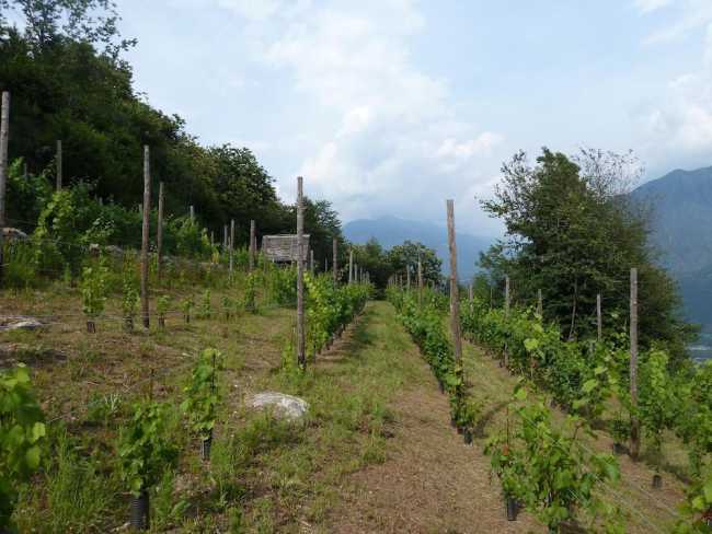 Vigneti La Tensa Val dOssola Ossola in Cantina 8