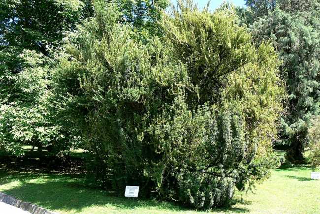 Villa Taranto Cephalotaxus Adenauer