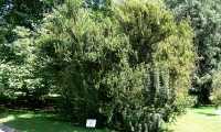Villa Taranto Cephalotaxus Adenauer