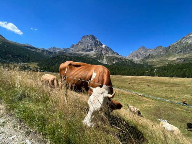 WhatsApp Image 2023 06 22 at 09.15.36