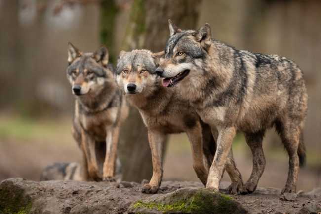 Wolfsregulierung 
