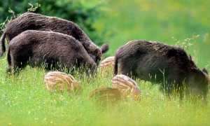 aa