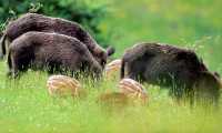 aa