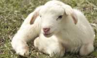 agnello