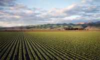 agricoltura campo