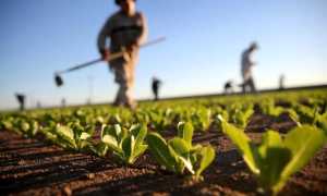 agricoltura