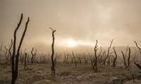 alberi morti