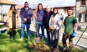 alberi lions baveno