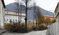 alberi madonna neve