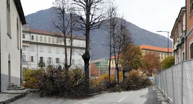 alberi madonna neve