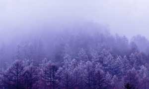 alberi nuvole nebbia