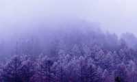 alberi nuvole nebbia