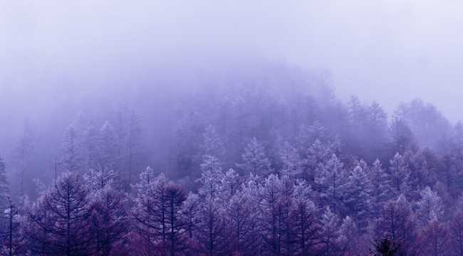 alberi nuvole nebbia