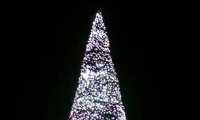 albero arona 2019