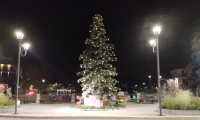 albero omegna