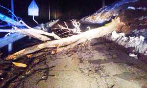 albero strada Sto arrivandon domenico