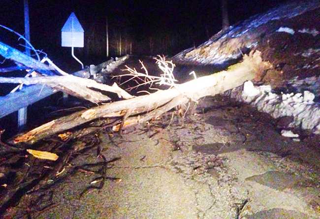 albero strada Sto arrivandon domenico