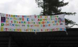 albero tiago s b verbano 2015