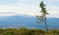 albero vento 2