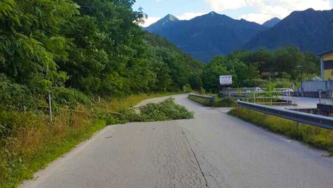 albero vento beura strada