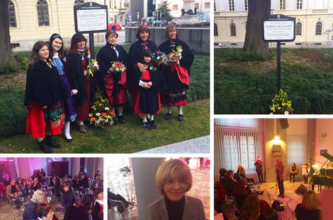 albero vita cedro domo mix