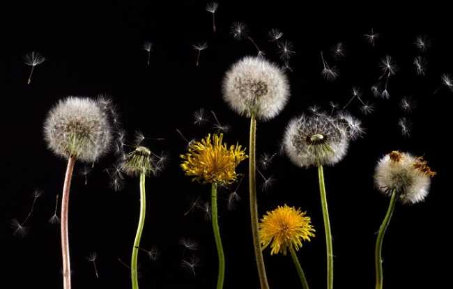 allergie denti leone