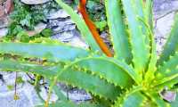 aloe miasino