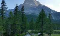 alpe veglia alberi
