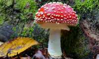 amanita