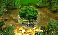 ambiente protezione albero