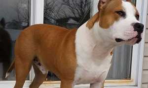 amstaff
