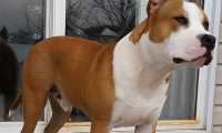 amstaff